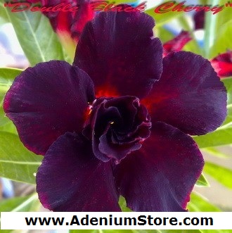 New Adenium \'Double Black Cherry\' 5 Seeds